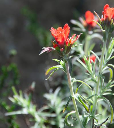 Castilleja foliolosa