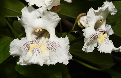 Hardy Catalpa