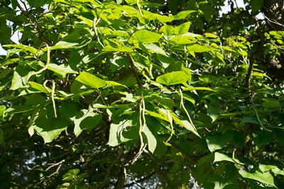 کاتالپا، hardy catalpa