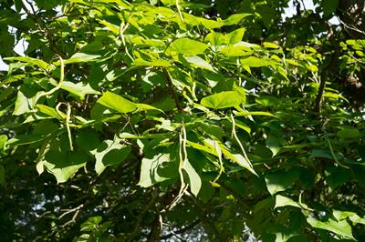 Catalpa speciosa