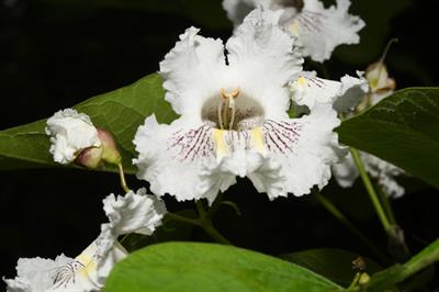 hardy catalpa
