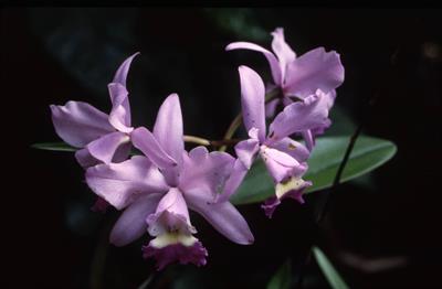 Cattleya hybrida