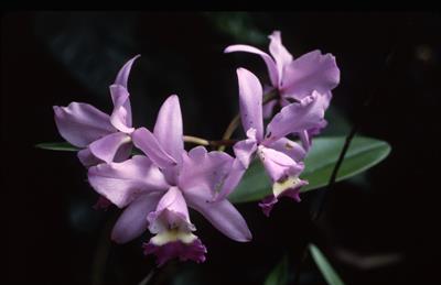  Cattleya × hybrida
