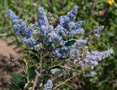 Ceanothus Concha