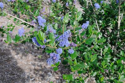 Ceanothus ‘Ray Hartm
