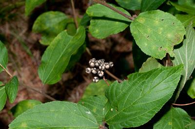 Ceanothus americanus