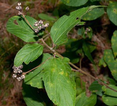 Ceanothus americanus