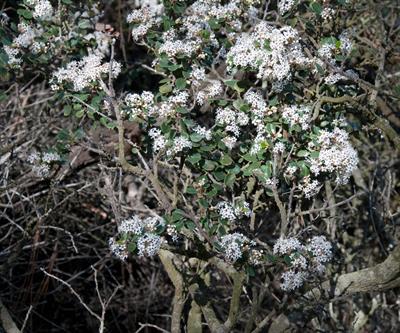 wart-stem ceanothus، بومی کالیفرنیا