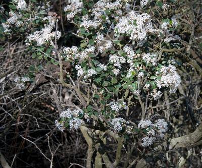 wart-stemmed ceanothus