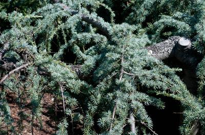 Cedrus atlantica - سدر اطلس