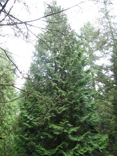 Cedrus libani - سدر لبنان