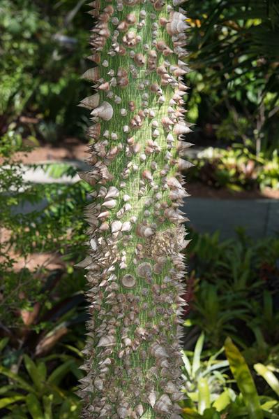 Ceiba erianthos × s