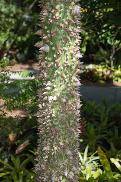  Ceiba erianthos × s