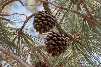 Pinus torreyana