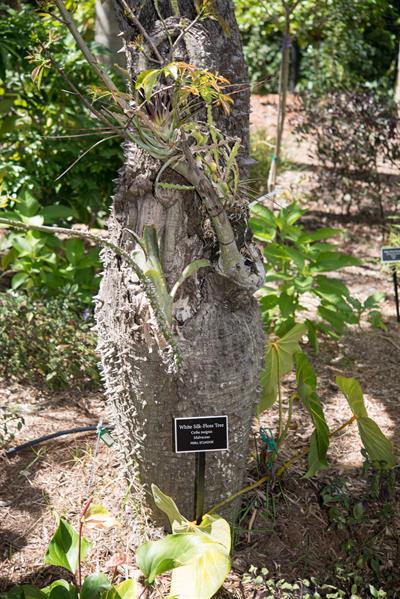 White Silk-Floss Tree