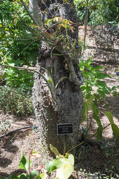 White Silk-Floss Tree