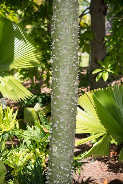 Ceiba pentandra (L.) Gaertn