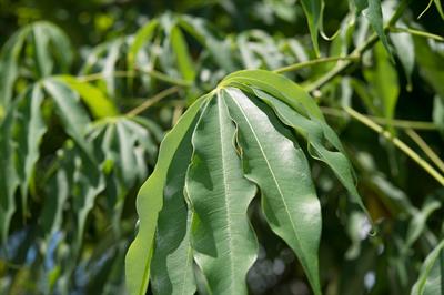 از خانواده Malvaceae 