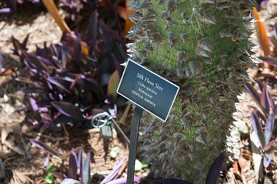 Ceiba speciosa