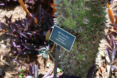 درخت ابریشم پشمی (سیبا)