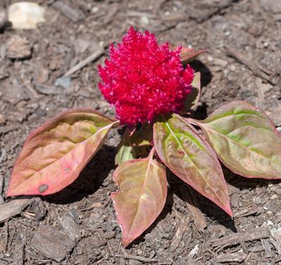 Celosia