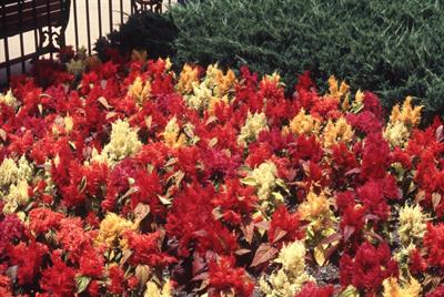 Celosia