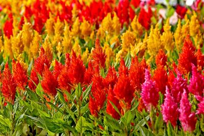 Celosia