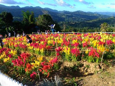 Celosia