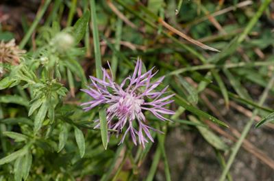 Centaurea