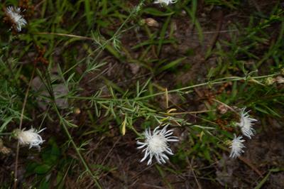 Centaurea stoebe