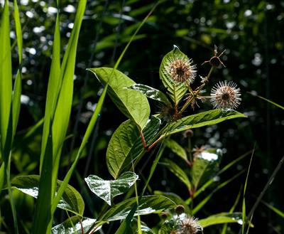 Cephalanthus occiden