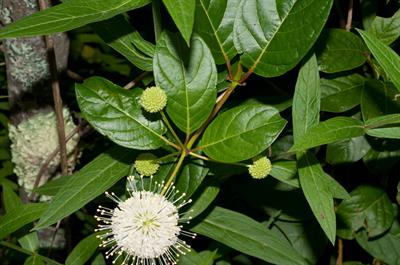 Cephalanthus occiden