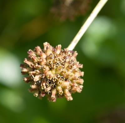 دکمه‌ای آمریکایی (سفالانتوس)