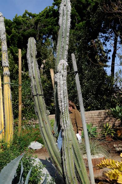 Cephalocereus senil