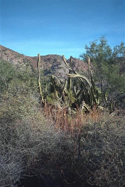 کاکتوس پیرمرد