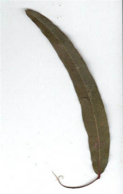 Cephalotaxus harring