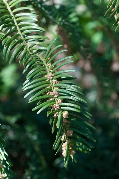 Cephalotaxus harrin