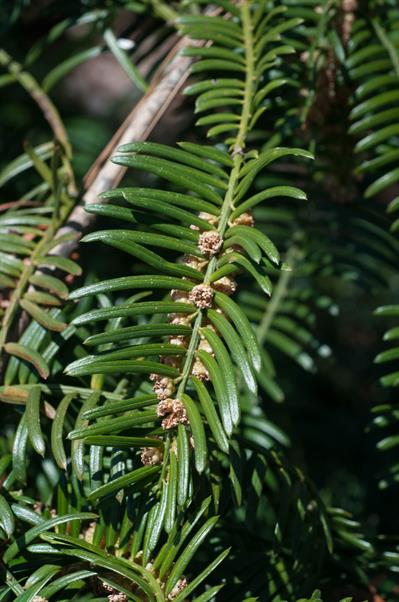 Cephalotaxus harring