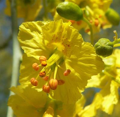 Parkinsonia florida