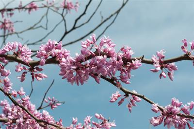 Cercis canadensis