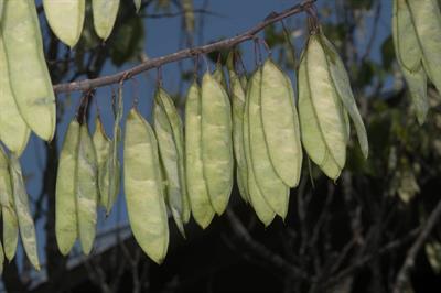 Cercis canadensis - درخت ارغوان شرقی