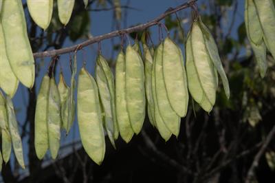 Cercis canadensis