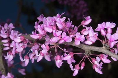 Cercis canadensis