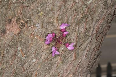 Cercis canadensis - درخت ارغوان شرقی
