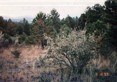 Cercocarpus montanus - ماهگونی کوهی
