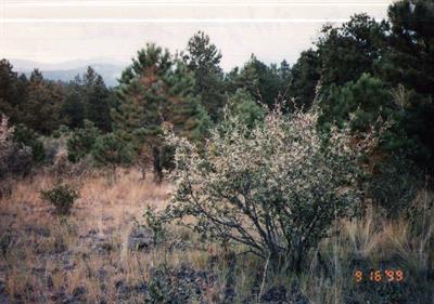 ماهگونی کوهی