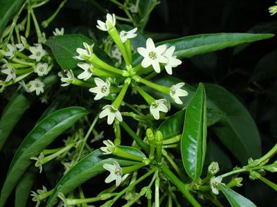 Cestrum nocturnum