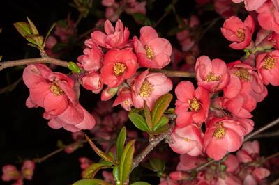 Chaenomeles japonica