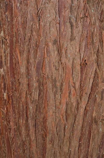 سرو سفید آتلانتیک