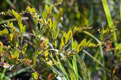 Chamaedaphne calycul